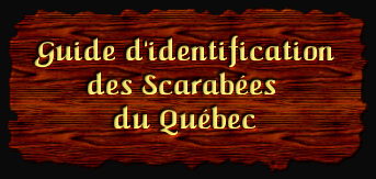 [Guide d'identification des Scarabées du Québec]