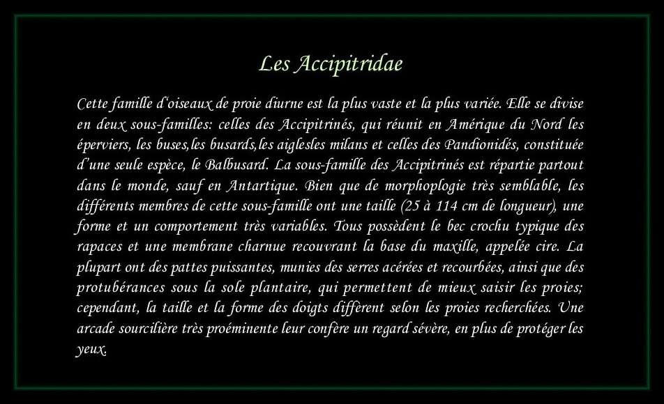 [Logo Accipitridae]
