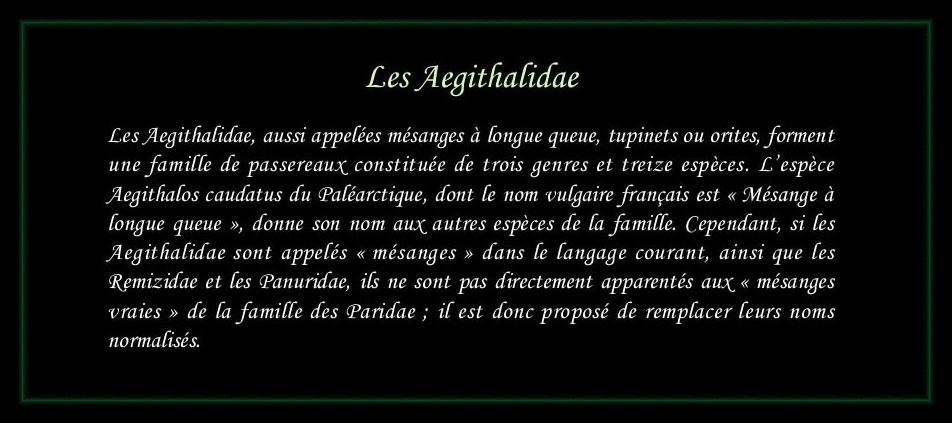 [Aegithalidae]