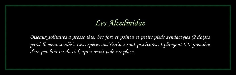 [Logo Alcedinidae]