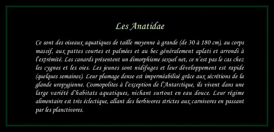 [Logo Anatidae]