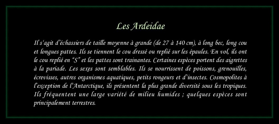 [Ardeidae]