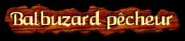 [Balbuzard pecheur]