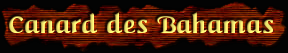 [Canard des Bahamas]
