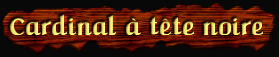 [Cardinal à tête noire]