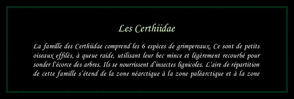 [Certhiidae]