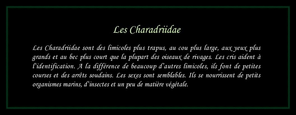 [Logo Charadriidae]