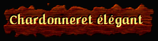 [Chardonneret élégant]