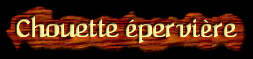 [Chouette eperviere]