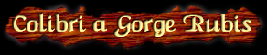 [Colibri à Gorge Rubis]