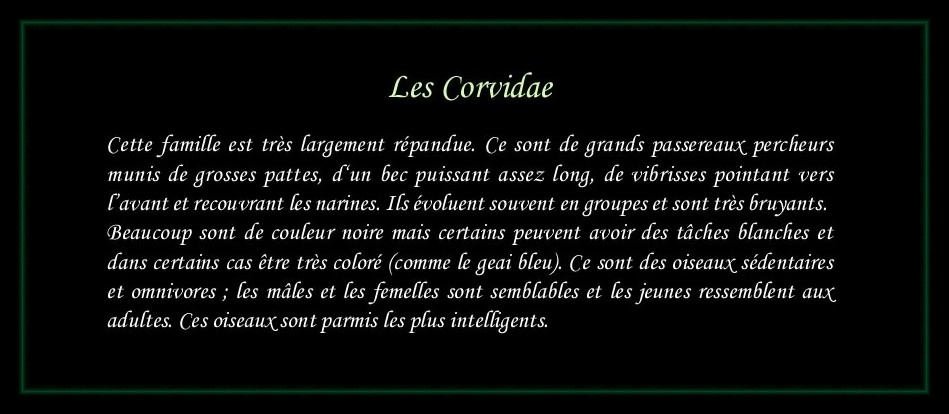 [Logo Corvidae]