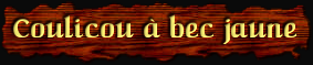 [Coulicou a bec jaune]
