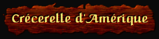 [Crecerelle d'Amerique]