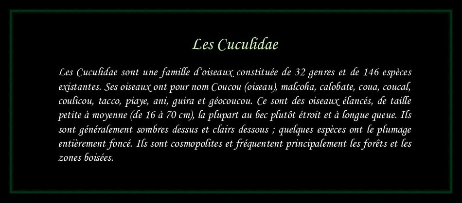 [Logo Cuculidae]