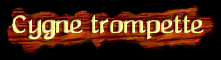 [Cygne trompette]