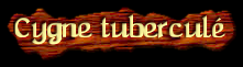 [Cygne tubercule]