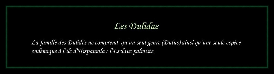 [Dulidae]
