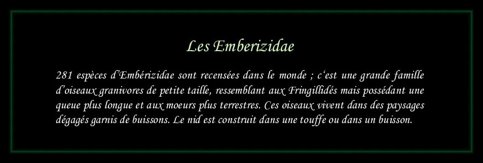 [Logo Emberizidae]