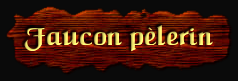 [Faucon pelerin]