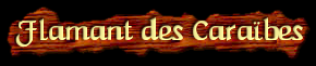[Flamant des Caraibes]