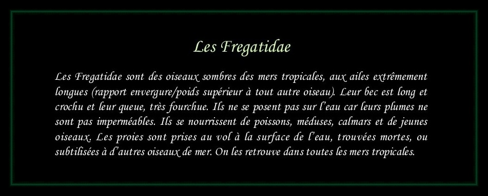 [Logo Fregatidae]