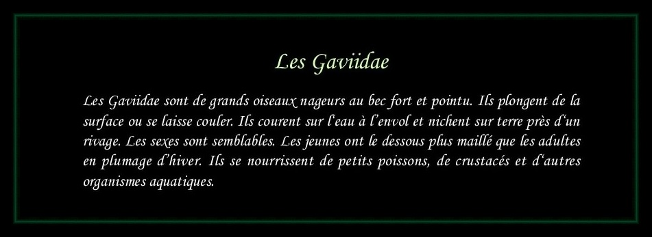 [Logo Gaviidae]