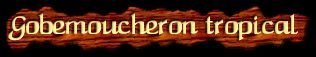 [Gobemoucheron tropical]