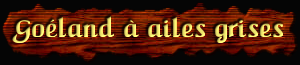 [Goéland à ailes grises]