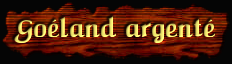 [Goéland argenté]