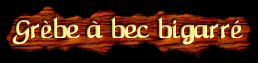 [Grè à Bec Bigarré]