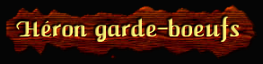 [Heron garde-boeufs]