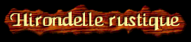 [Hirondelle Rustique]