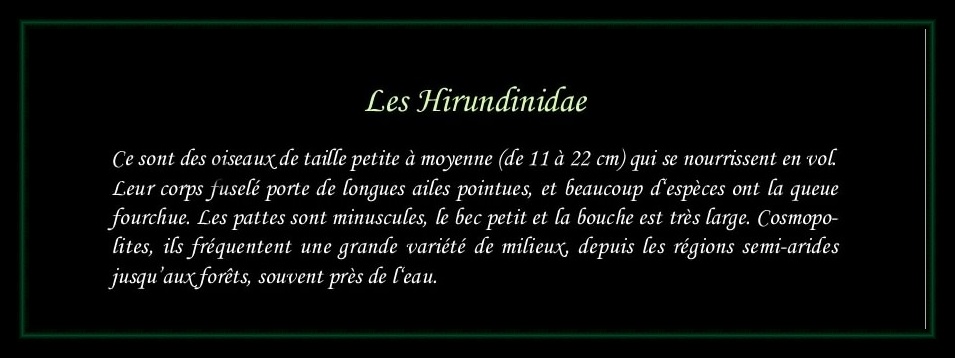 [Logo Hirundinidae]