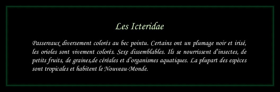 [Logo Icteridae]