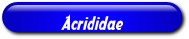 [Acrididae]