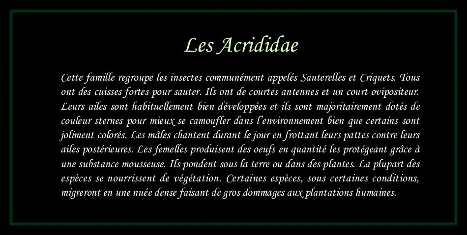 [Acrididae]