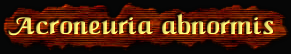 [Acroneuria abnormis]
