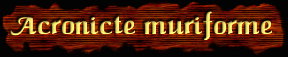 [Acronicte muriforme]