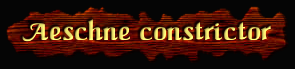 [Aeschne constrictor]
