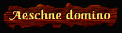 [Aeschne domino]