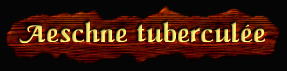 [Aeschne tuberculée]
