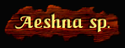 [Aeshna sp.]