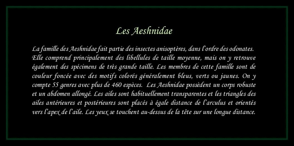 [Aeshnidae]