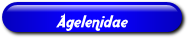 [Agelenidae]