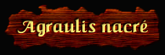 [Agraulis nacré]
