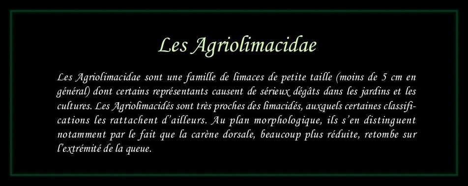 [Agriolimacidae]