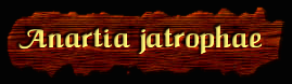 [Anartia jatrophae]