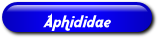 [Aphididae]