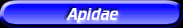 [Apidae]