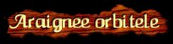 [Araignee orbitele]